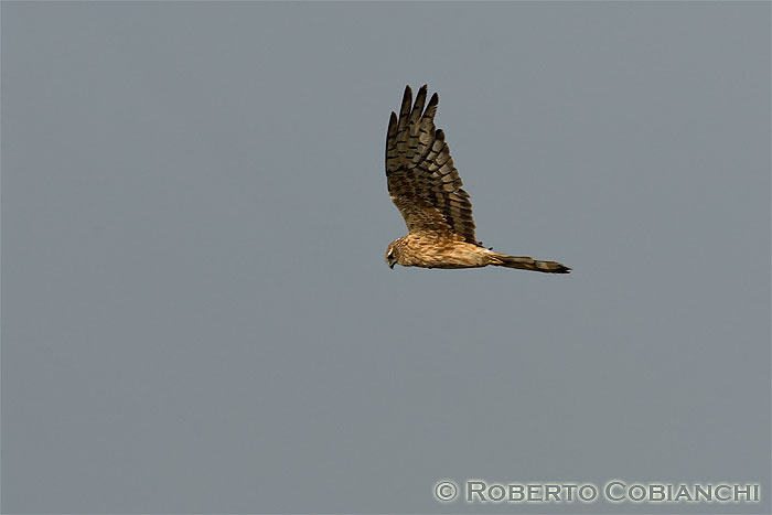 Albanella minore juv.